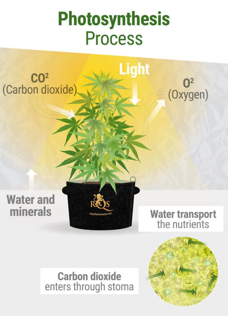 Are there any safety considerations when using CO2 in a home grow setup?