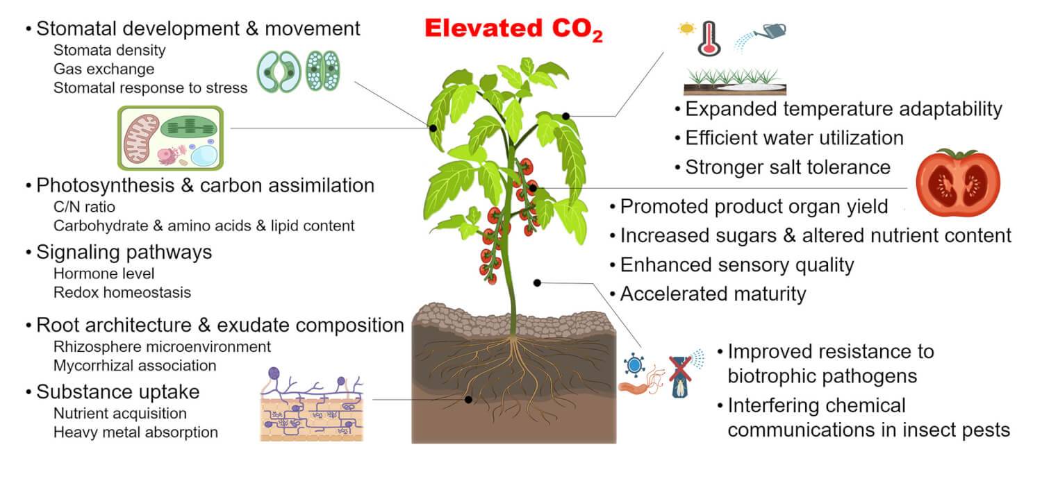 What are the effects of CO2 on greenhouse crop yields?