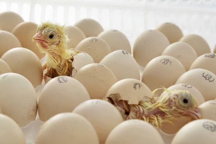 Carbon Dioxide CO2 levels in a Incubator for Chicken Eggs.