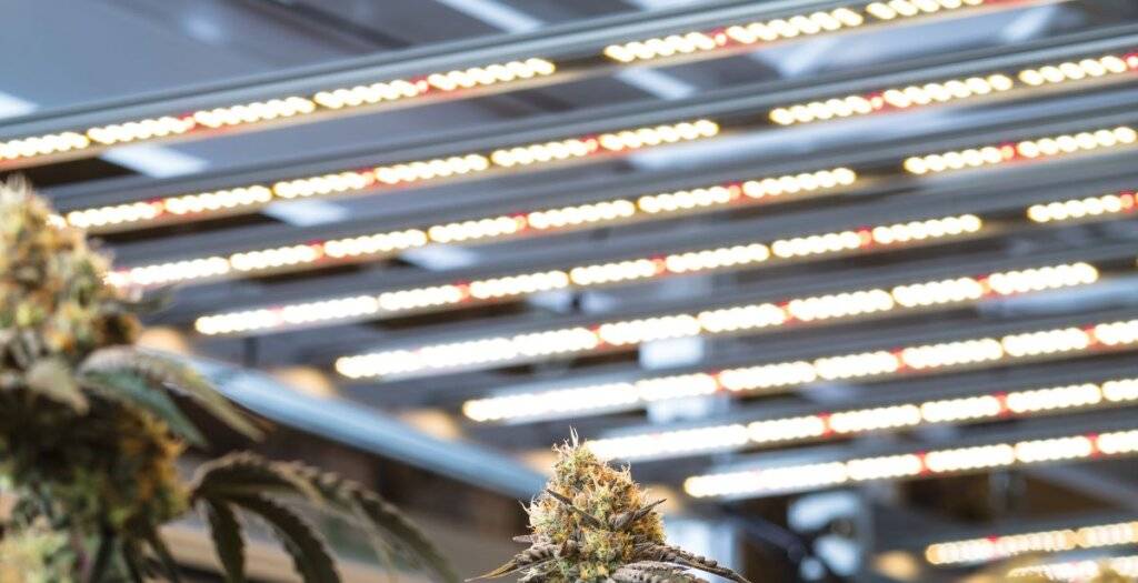 Challenges And Solutions for Effective Co2 Monitoring in Grow Rooms?