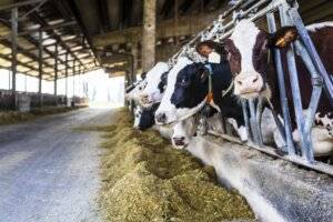 Enhancing Dairy Farm Operations Through Co2 Monitoring