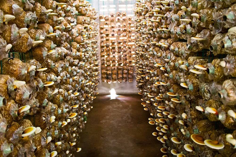 Why is Co2 Detection Essential for Maintaining Optimal Conditions in Grow Rooms?