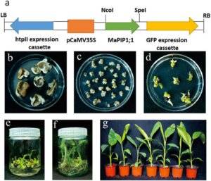 Why Is Co2 Detection Key for Successful Plant Propagation in Incubators?