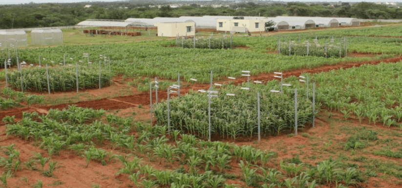 Indispensability of CO2 Detection for Consistent Plant Growth